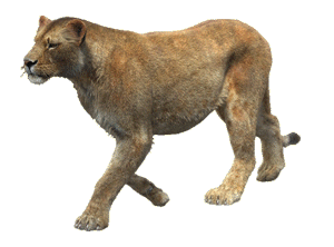 Gif animé lionne marche 